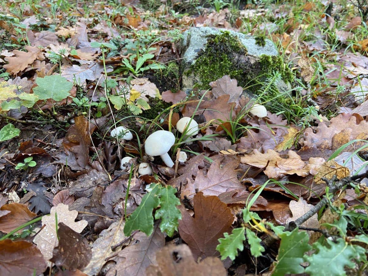 Parco delle Madonie