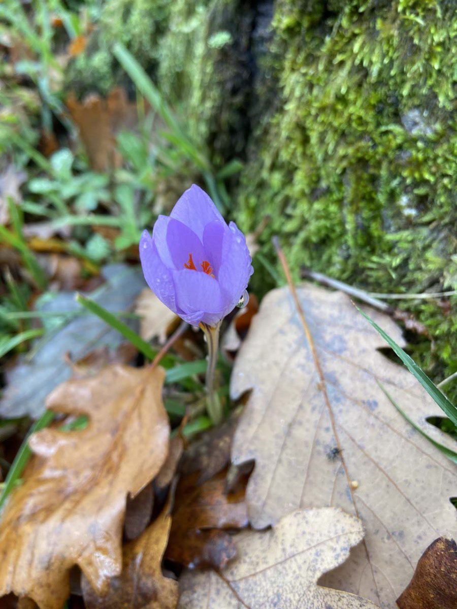 Parco delle Madonie